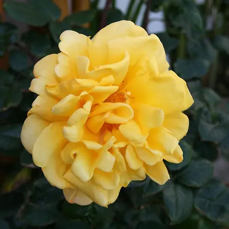 فندق ماريرينا Amoudara Lasithiou